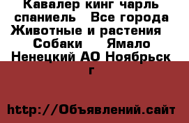Кавалер кинг чарль спаниель - Все города Животные и растения » Собаки   . Ямало-Ненецкий АО,Ноябрьск г.